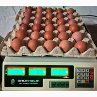 Продам яйця столові категорії S