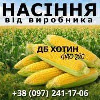 Насіння кукурудзи ДБ Хотин / від виробника / ФАО 280