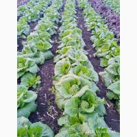 Пекінська Капуста