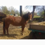 Продам кобилу