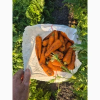Продам морковку сорт абака