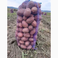 Продам картоплю Бела Роса
