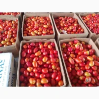 Продам помідор оптом