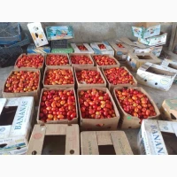 Продам помідор оптом