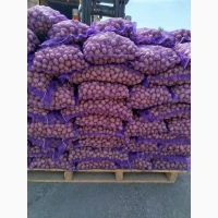 Продам картоплю для переробки