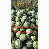 Продам кавун.ОПТ.З поля. Перша катка