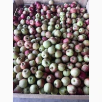 Продам яблука гала брукфілд