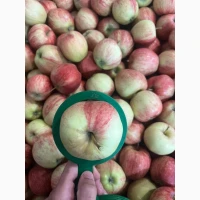 Продам яблука гала брукфілд