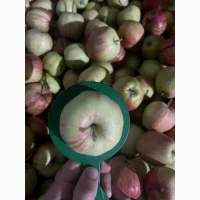Продам яблука гала брукфілд