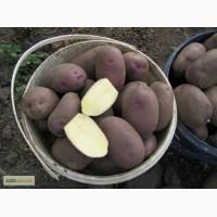 Эксклюзив ! Продам картошку