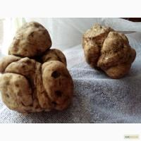 Продам ТРЮФЕЛЬ былий