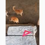 Анчоус хамса свежемороженая сортированная оптом в Керчи