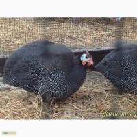 Цесарки французские бройлерная порода