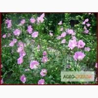 Алтей лекарственный, семена