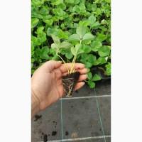 Касетні саджанці клубніки (полуниці, ягід ) Нанді, Бріла, Роксана, Азія, Сабіла, Лімалексі