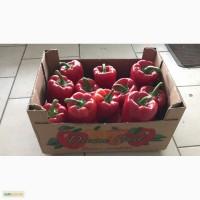 Продам перец болгарский