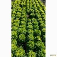 Предлагаем качественный салат Россо и Биондо из семян Rijk Zwaan