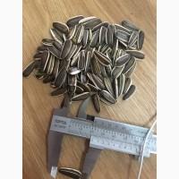Продам подсолнечник кондитерский, гибрид Ягуар XL