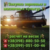 Закупка Кукурузы