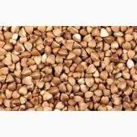 Гречневую крупу от призводителя