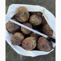 Продаем свеклу