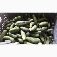 Огірки свіжі, не кондиція