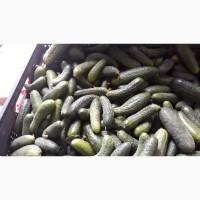 Огірки свіжі, не кондиція