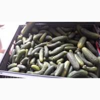 Огірки свіжі, не кондиція