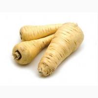 Kорень петрушки