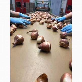 Продам Луковицы тюльпанов оптом
