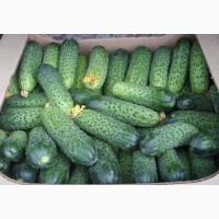Продам свежий огурец