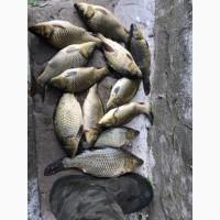 Продам зарибок - мальок коропа, амура. зарыбок карп, малек от 20 гр