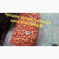 Продам севок арпаш опт