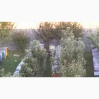 Продам бджолосім#039;ї разом з вуликами з 20 квітня