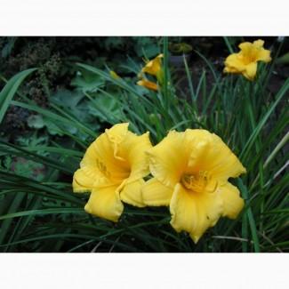 Продам лилейник Стелла де оро