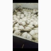 Инкубационное яйцо бройлера