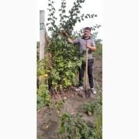 Продажа саженцев Малини