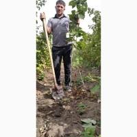 Продажа саженцев Малини