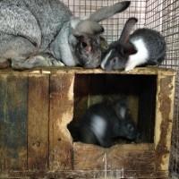 Продам кролиці з місячними кроленятами. Немирівський р-н