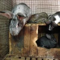 Продам кролиці з місячними кроленятами. Немирівський р-н