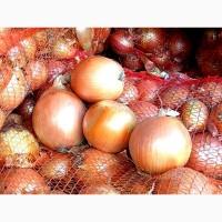 Продам лук домашний в сетках оптом