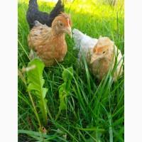 Кури кросу Домінант