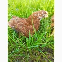 Кури кросу Домінант