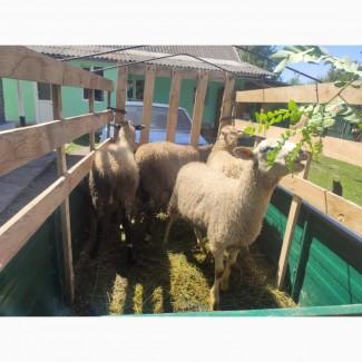 Продам вівці, молодняк жива вага 43 грн