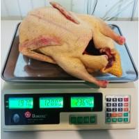 Куплю тушки домашних бройлеров, уток, нутрии, кролики