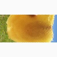 Куплю віск від пасічника