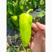 Продам перець болгарський зелений