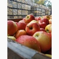 Продам яблука з саду. Харківська область