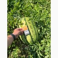 Продам кавун