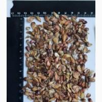 Воздушка (семена) чеснока сорта Любаша, Дюшес